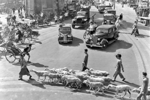 1947 June 18, on the street from the central business district to the Bund public markets, a flock of sheep crossing the street causes road congestion in the morning, Shanghai